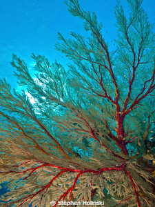 Large Fan Coral in Tubbataha, Philippines.  Canon G10, Se... by Stephen Holinski 